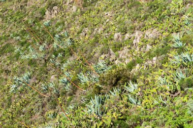 Dağlarda Agaveler ve kaktüsler. Tenerife, Kanarya Adaları, İspanya