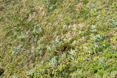 Dağlarda Agaveler ve kaktüsler. Tenerife, Kanarya Adaları, İspanya