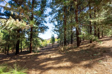 Chinyero Doğa Rezervi 'ndeki çam ağaçları ormanı. Tenerife, Kanarya Adaları, İspanya