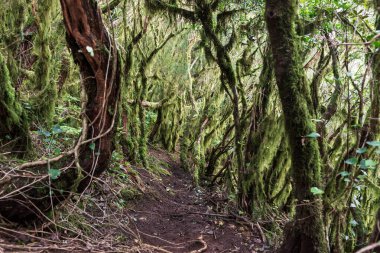 Tenerife 'deki Anaga Dağları' nın mistik ormanları. Kanarya adası. İspanya