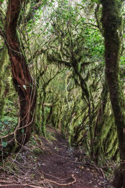Tenerife 'deki Anaga Dağları' nın mistik ormanları. Kanarya adası. İspanya