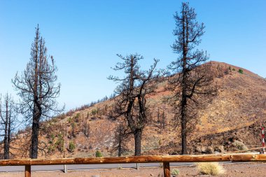 Yolda yanmış ağaçlar. 2023 'te Tenerife' de yangın felaketi. Kanarya Adaları. İspanya
