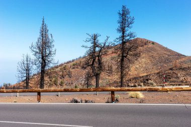 Yolda yanmış ağaçlar. 2023 'te Tenerife' de yangın felaketi. Kanarya Adaları. İspanya