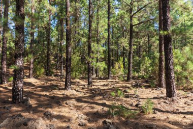 Chinyero Doğa Rezervi 'ndeki çam ormanı manzarası. Tenerife, Kanarya Adaları, İspanya