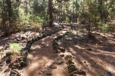 Chinyero Doğa Rezervi 'ndeki çam ormanı manzarası. Tenerife, Kanarya Adaları, İspanya