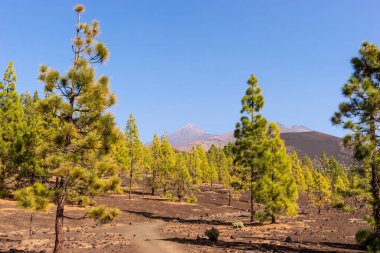 Lav tarlaları ve Kanarya çamı çalılıkları. Bakış açısı - Mirador de Samara. Tenerife. Kanarya Adaları. İspanya