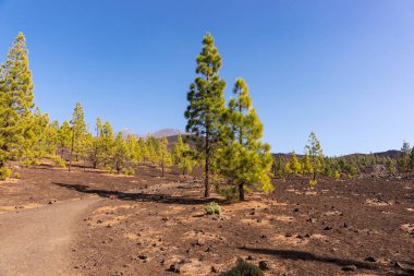 Lav tarlaları ve Kanarya çamı çalılıkları. Bakış açısı - Mirador de Samara. Tenerife. Kanarya Adaları. İspanya