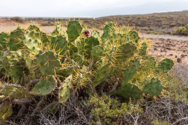 Kaktüsün dikenleri. Tenerife. Kanarya Adaları, İspanya
