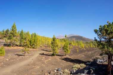 Lav tarlaları ve Kanarya çamı. Mirador de Samara. Tenerife. Kanarya Adaları. İspanya