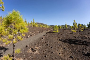 Lav tarlaları ve Kanarya çamı. Mirador de Samara. Tenerife. Kanarya Adaları. İspanya