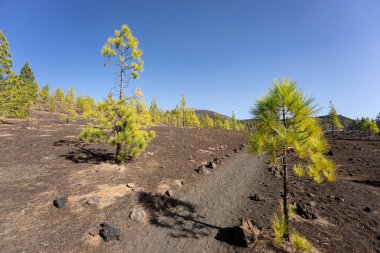 Lav tarlaları ve Kanarya çamı. Mirador de Samara. Tenerife. Kanarya Adaları. İspanya