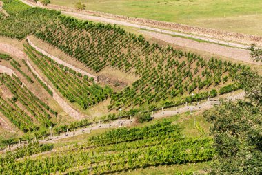 Radebeul 'da yeşil, taze üzüm bağı. Saksonya. Almanya
