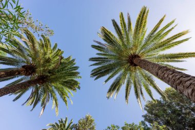 Mavi gök Palmiyelere karşı temizleyin