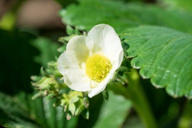 Çilek çiçeği. Bahçe çileği, beyaz çiçek ve yeşil yapraklı tomurcuklar, yaklaşın