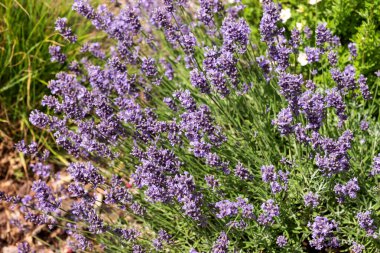 Çiçek bahçesinde güzel bir lavanta