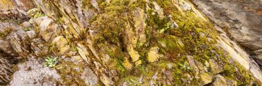 Panoramik görüntü. Dağlardaki kayalık taşlarda yosun.