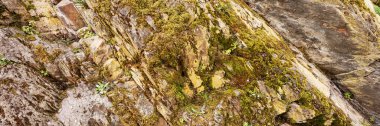 Panoramik görüntü. Dağlardaki kayalık taşlarda yosun.