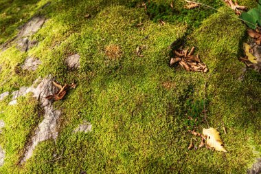Ormanda taşların üzerinde yosun.