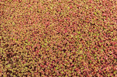 Botanik bahçesinde bir Sedum. Doğal arkaplan