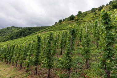 Moselle Nehri 'nde şarap yetiştiren bölge