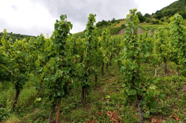 Moselle Nehri 'nde şarap yetiştiren bölge