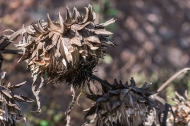 Tarlada kurumuş, ıssız bir devedikeni çiçeği.
