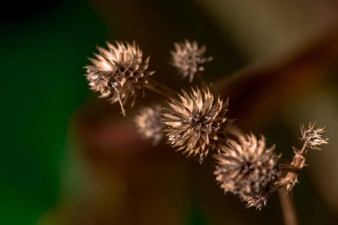Tarlada kurumuş, ıssız bir devedikeni çiçeği.