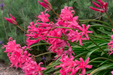 Sonbahar çiçekleri güneşli bir sonbahar gününde bahçede