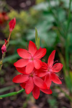 Sonbahar çiçekleri güneşli bir sonbahar gününde bahçede
