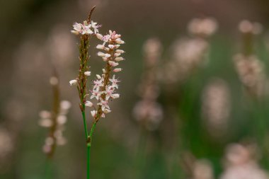 Sonbahar çiçekleri güneşli bir sonbahar gününde bahçede