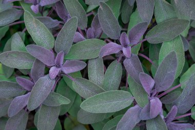 Çok renkli yeşil adaçayı yaprakları arka planda