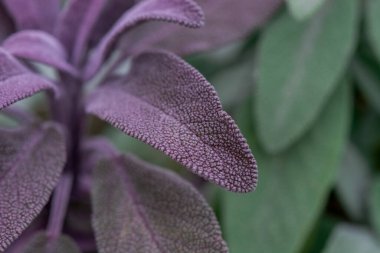 Çok renkli yeşil adaçayı yaprakları arka planda