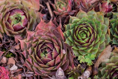 Yağmurdan sonra çok renkli yeşil yapraklar