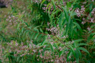 Yağmurdan sonra çok renkli yeşil yapraklar