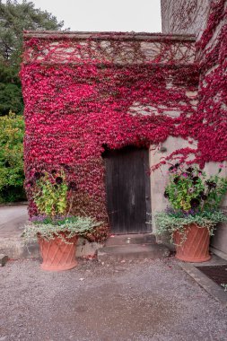 Yağmurdan sonra çok renkli yeşil yapraklar