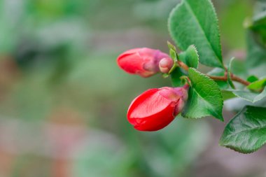 Chaenomeles japonica çiçekleri Sonbaharda meyvelerle