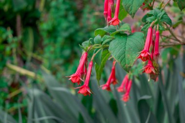 Lonicera 'yı kapat. Çiçekleri sembolize et.