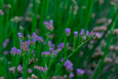 Soluk sarı yıllık istatistik sapı Limonyum sinuat