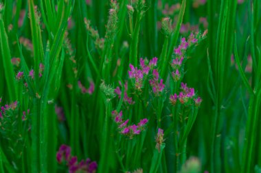 Closeup of a stem of pale yellow annual statice, Limonium sinuat