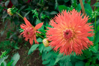 dahlia blooms in a sunny autumn day in the garden