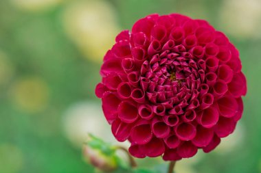 dahlia blooms in a sunny autumn day in the garden