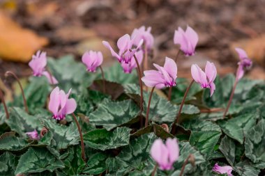 Koyu fuşya renkli siklamen, yeşil bir kamuflajın arka planı.