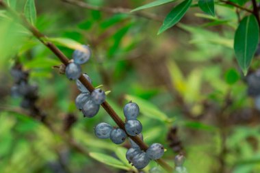 Sonbaharda koyu parlak mavi böğürtlenler