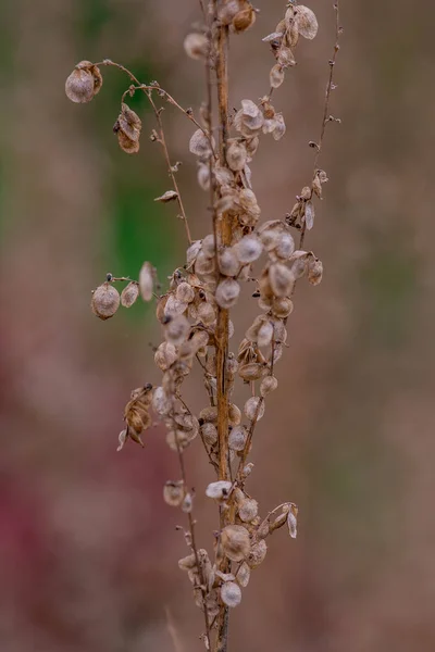Eine Isolierte Getrocknete Distelblume Auf Einem Feld — Stockfoto