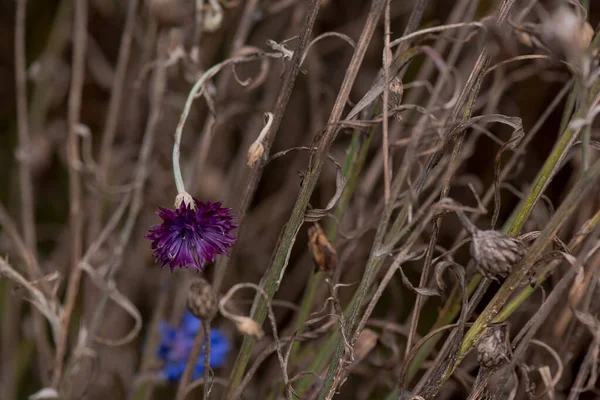 Ένα Απομονωμένο Αποξηραμένο Λουλούδι Γαϊδουράγκαθο Ένα Χωράφι — Φωτογραφία Αρχείου