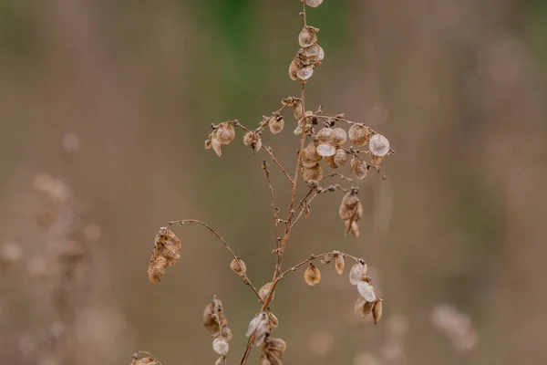 Ένα Απομονωμένο Αποξηραμένο Λουλούδι Γαϊδουράγκαθο Ένα Χωράφι — Φωτογραφία Αρχείου