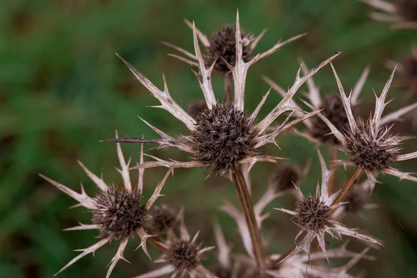An isolated dried thistle flower in a green field