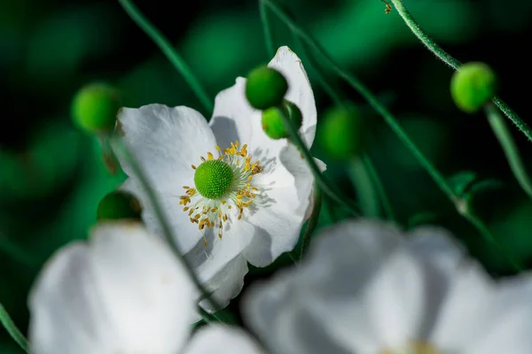 Anemone Hupeensis Όμορφο Λουλούδι Στα Βουνά Της Άνοιξης — Φωτογραφία Αρχείου