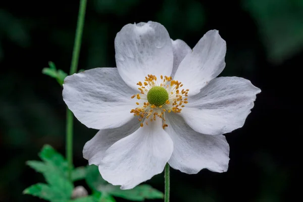 Прекрасна Квітка Anemone Hupeensis Весняних Горах — стокове фото