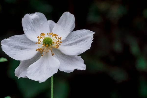 Прекрасна Квітка Anemone Hupeensis Весняних Горах — стокове фото